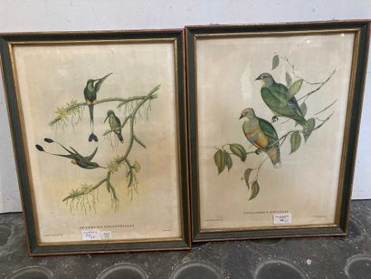null Ensemble de deux impressions représentant des oiseaux branchés. 

39 x 29 c...
