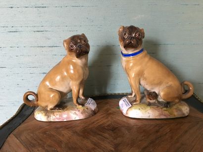 null Pair of pugs in German polychrome porcelain. H : 15,5 cm Accidents, tails glued...
