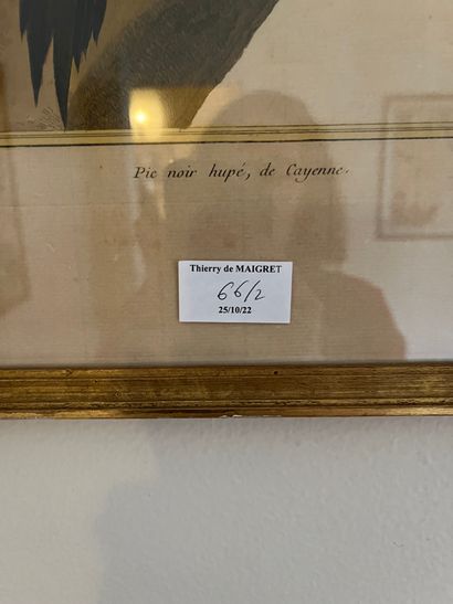 null Lot de gravure : Réception Voltaire

gravure en couleur : Un pic noir hupé de...