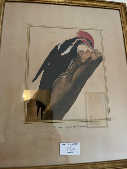 null Lot de gravure : Réception Voltaire

gravure en couleur : Un pic noir hupé de...