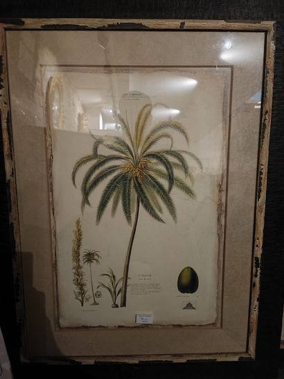 null Two framed Flora of America Coconut and Banana tree 

58 x 39 cm 

Wear and...