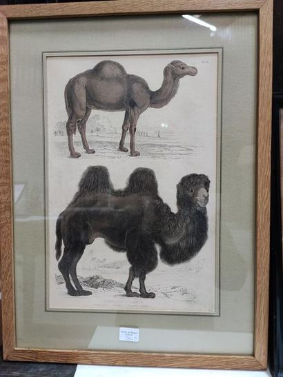 null Lot de 4 gravures couleurs encadrés : Etude de chameaux et dromadaires. JOINT...