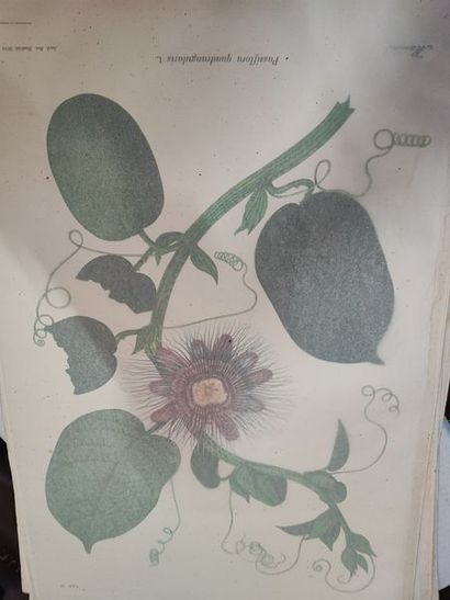 null Partie d'un volume in folio en feuilles, Passifloraceas (..) : BOTANIQUE, exemplaire...