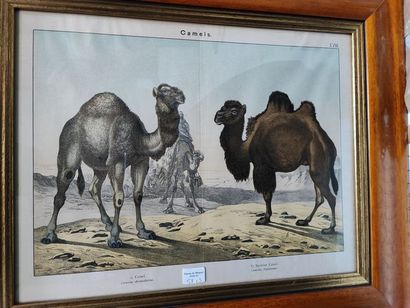 null Lot de 4 gravures couleurs encadrés : Etude de chameaux et dromadaires. JOINT...