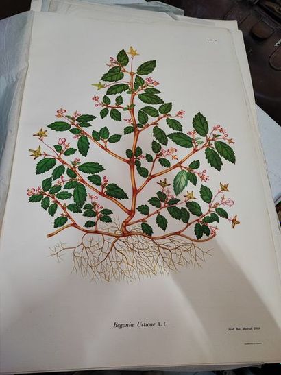 null Partie d'un volume in folio en feuilles, Passifloraceas (..) : BOTANIQUE, exemplaire...