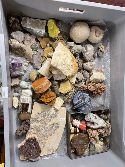 null "Ensemble de fossiles et de minéraux : poissons, huitre géante, moules , ammonites,...