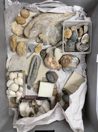null "Ensemble de fossiles et de minéraux : poissons, huitre géante, moules , ammonites,...