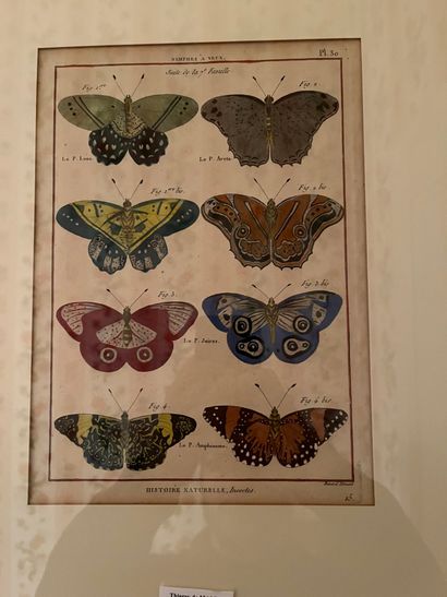 null Two old engravings in colors: 
Natural History Insects " Greek knights and Nimphs...