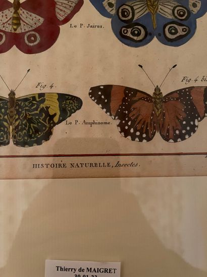 null Deux gravures anciennes en couleurs : 
Histoire Naturelle Insectes « Chevaliers...