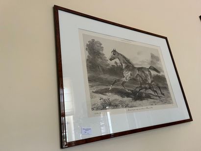 null Lot of two engravings : 
"Thoroughbred mare born and raised at the Haras du...