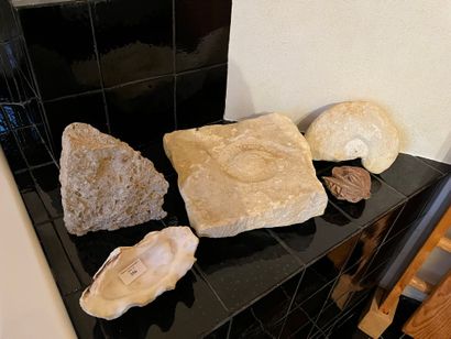 Lot of fossils, we join a small rose of sands

COLLECTION...