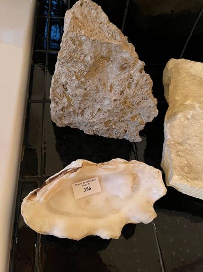 null Lot of fossils, we join a small rose of sands

COLLECTION by appointment and...