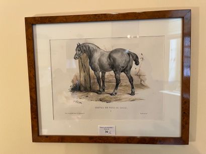 null Lot of two engravings : 
"Thoroughbred mare born and raised at the Haras du...