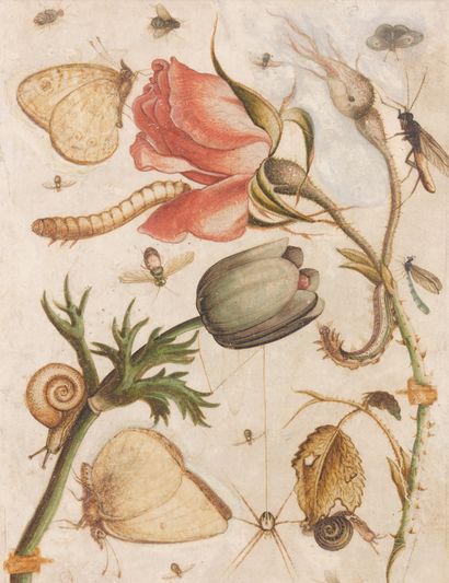 Attribué à Joris HOEFNAGEL (1542-1600) Papillons, escargots, roses et tulipes
Aquarelle...