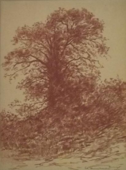 Edouard-Louis HENRY-BAUDOT (1871-1953) Chêne à Kerbegat Sanguine, signée, située...