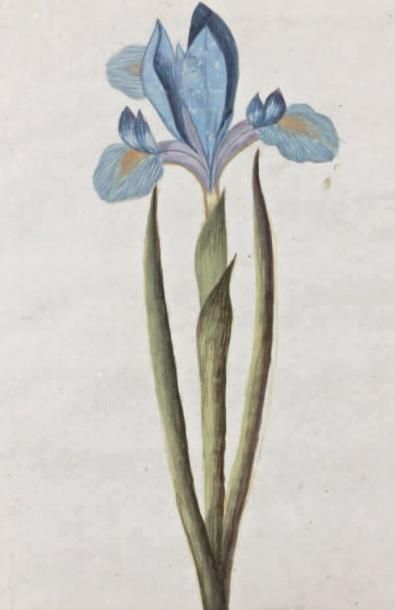 Ecole HOLLANDAISE du XVIIIème siècle Ensemble de vingt dessins: tulipes, narcisses,...