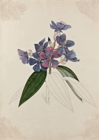 Ecole HOLLANDAISE du XVIIIème siècle Trois études de fleurs Plume et encre noire,...