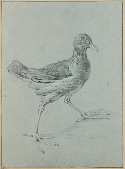 Jean-Baptiste OUDRY (Paris 1686 - 1755) Etude pour un oiseau Pierre noire et rehauts...