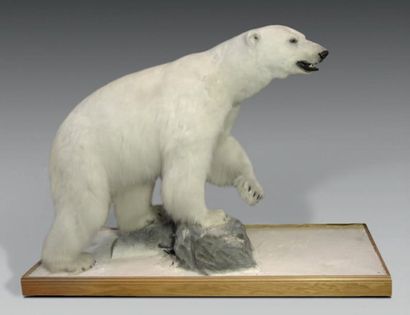 null Ours polaire naturalisé marchant sur un rocher CITES n: FR 1201100025-I