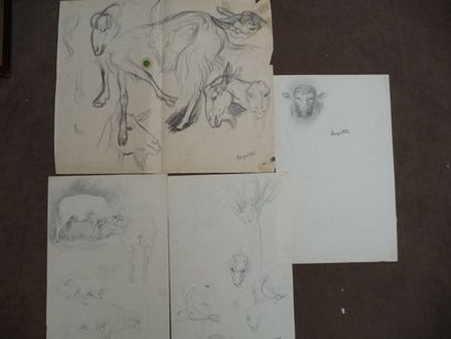 null Chèvre - Têtes de moutons - Brebis Dessins au crayon et une encre, 31 x 20 cm...