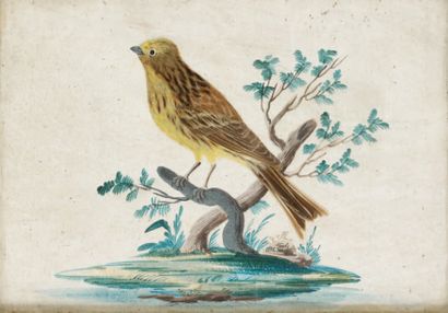 Ecole FRANCAISE du XVIIIème siècle Trois oiseaux Aquarelle et collage de plumes 19,5...