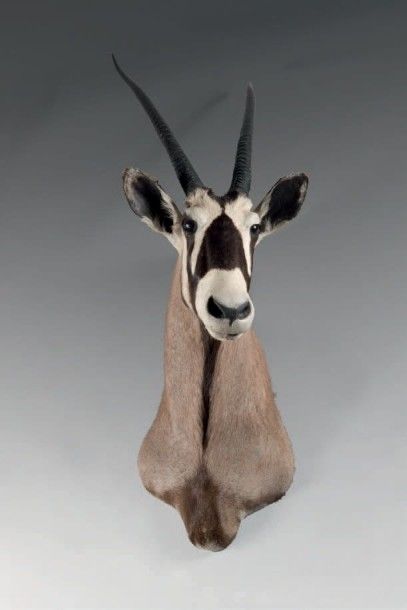 null Oryx naturalisé en cape