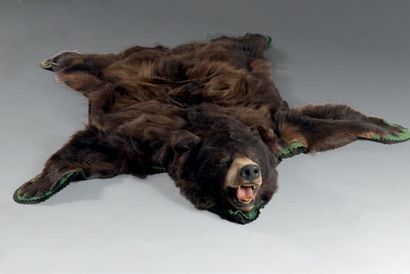null Peau d'Ours noir (Canada) naturalisée en tapis avec gueule ouverte (Accidents)
CITES...
