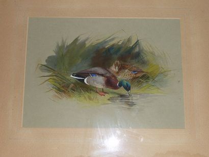 ÉCOLE ANGLAISE vers 1900 Deux canards s'abreuvant à une mare Aquarelle. 17 x 24 cm...