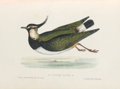 Docteur J.C. CHENU Ornithologie du chasseur. Histoire naturelle, moeurs, habitudes,...