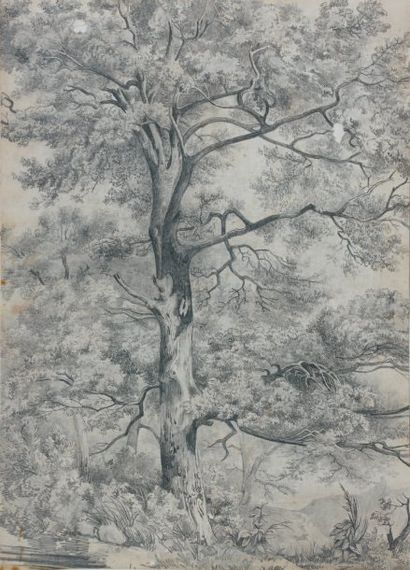 Ecole FRANCAISE du XIXème siècle Etude d'arbre dans un sous - bois Pierre noire 34...