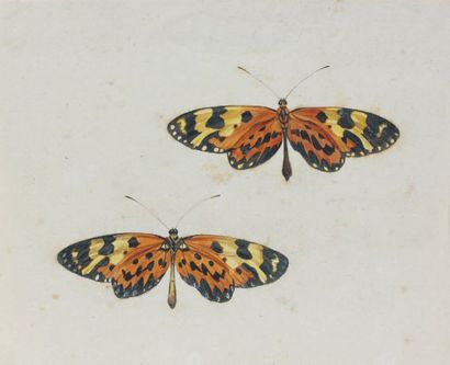 Attribué à Pieter WITHOOS (1654 - 1693) Deux papillons (Héliconies) Aquarelle et...