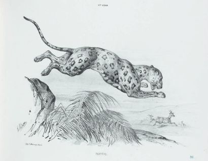 Victor ADAM Cours d'animaux 40 planches lithographiées d'études d'animaux Publié...