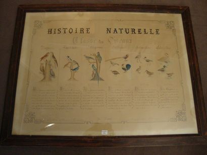 null Histoire Naturelle ; Classe des oiseaux Tableau illustré des différents ordres...