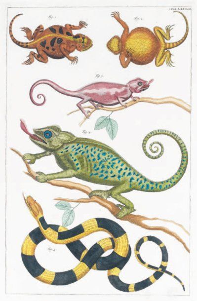 REPTILES : Serpents, lézards, cobras, tapir...