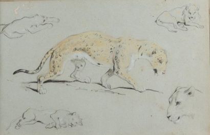 Attribué à Edme SAINT MARCEL (1819 -1890) 
Etude de jaguar
Dessin, crayon noir, sanguine,...
