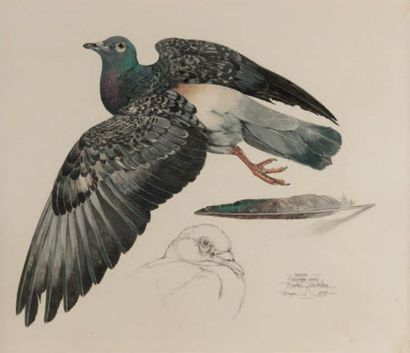 Martin KNOWELDEN (XXème siècle) 
Etude de pigeon
Gouache et crayon sur papier titrée,...