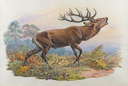 Jacques CARTIER (1907 - 2001) Cerf au brâme
Aquarelle sur papier encadrée
Dim. 30...