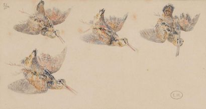 Edouard MERITE (1867 - 1941) Etude de bécasse en vol
Aquarelle sur papier, monogramme...