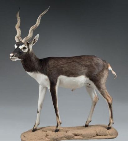 null Cervicapre (antilope cervicapra) mâle naturalisé entier