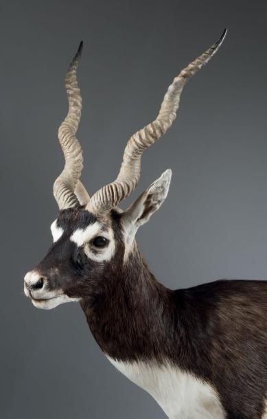 null Cervicapre (antilope cervicapra) mâle naturalisé entier