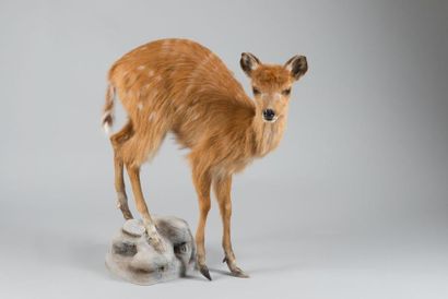 null Sitatunga (tragelaphus spekii) jeune naturalisé entier