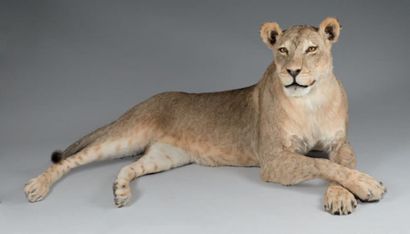 null Lionne (Panthera leo) naturalisée couchée
