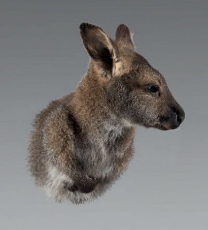 null Wallaby (Macropus) naturalisé en cape