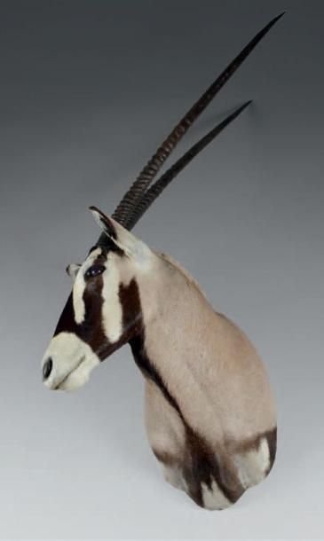 null Oryx (Oryx) naturalisé en cape, tête tournée à droite