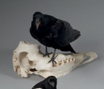 null Diorama au corbeau naturalisé sur un crane de buffle