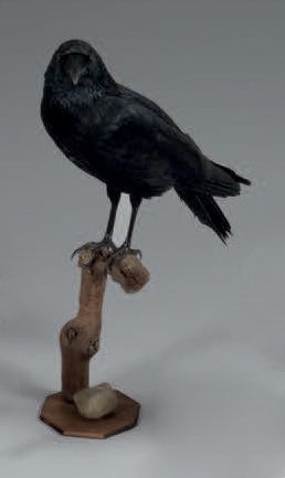null Corbeau (Corvus) naturalisé perché
