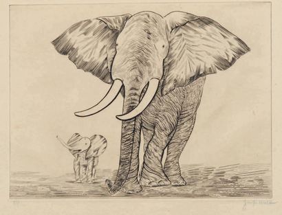 Joseph HECHT (1891-1951) 
Animaux (4p) - Croquis d'animaux (7p): deux recueils incomplets...