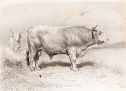 null [ÉLEVAGE]. BAUDEMENT (Émile)
Les Races bovines au Concours universel agricole...