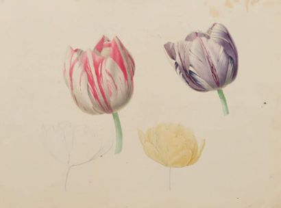 ECOLE FRANCAISE DU MILIEU DU XIXème SIECLE Etudes de tulipes, pêches, roses, noisettes,...