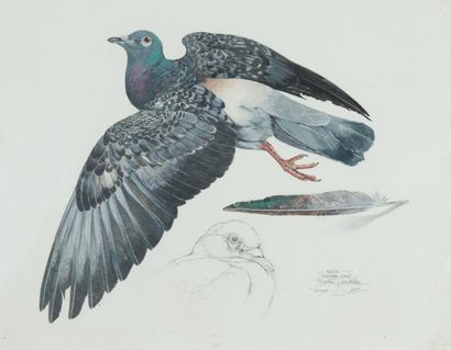 Martin KNOWELDEN (1943) Le pigeon Aquarelle et gouache sur papier signée et titrée...